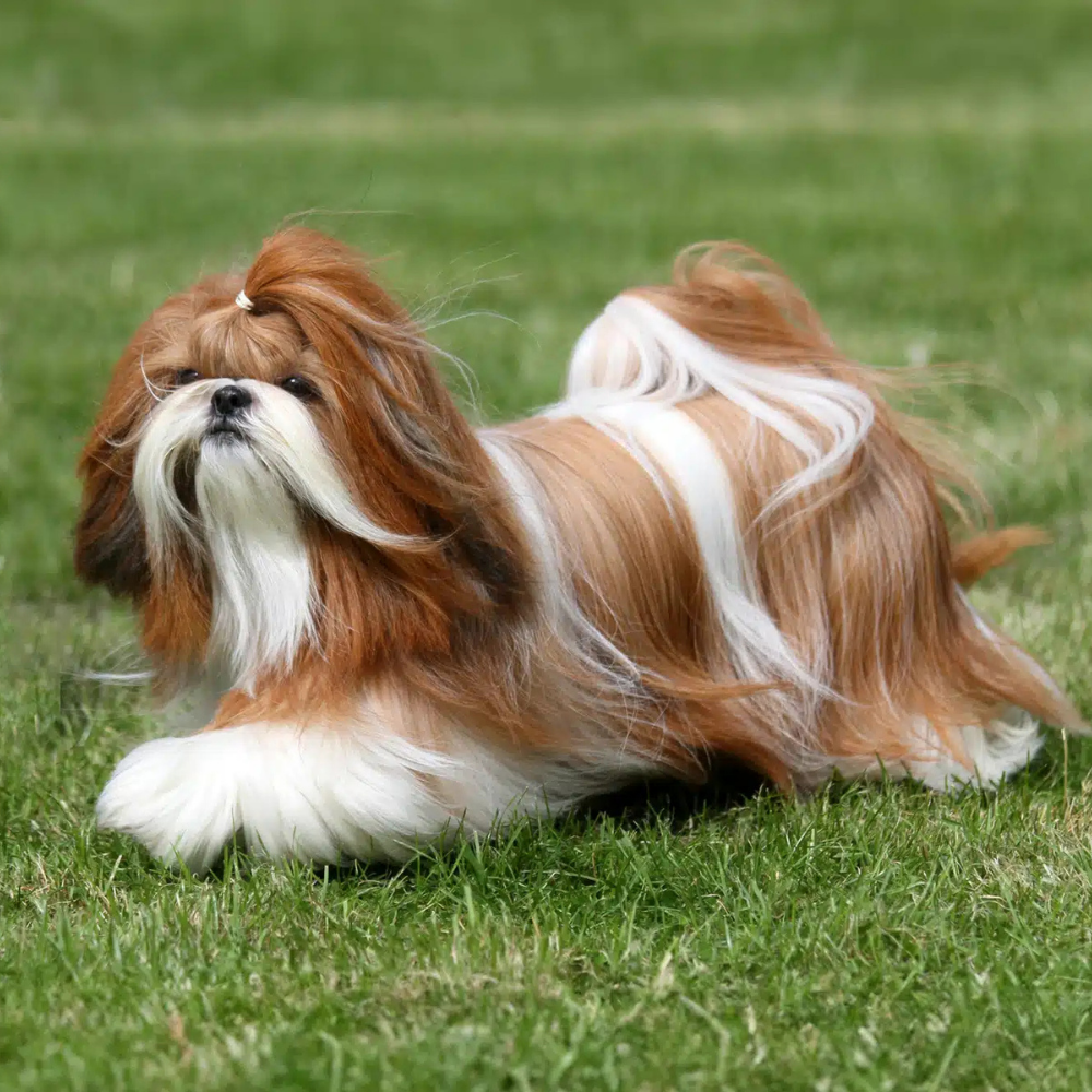How Raw Feeding Improves Your Pet’s Energy, Coat, and Digestion?